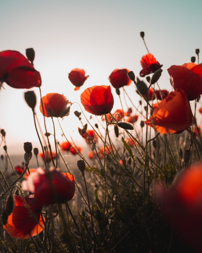 milos-tonchevski-304529-unsplash - TARA MOHR