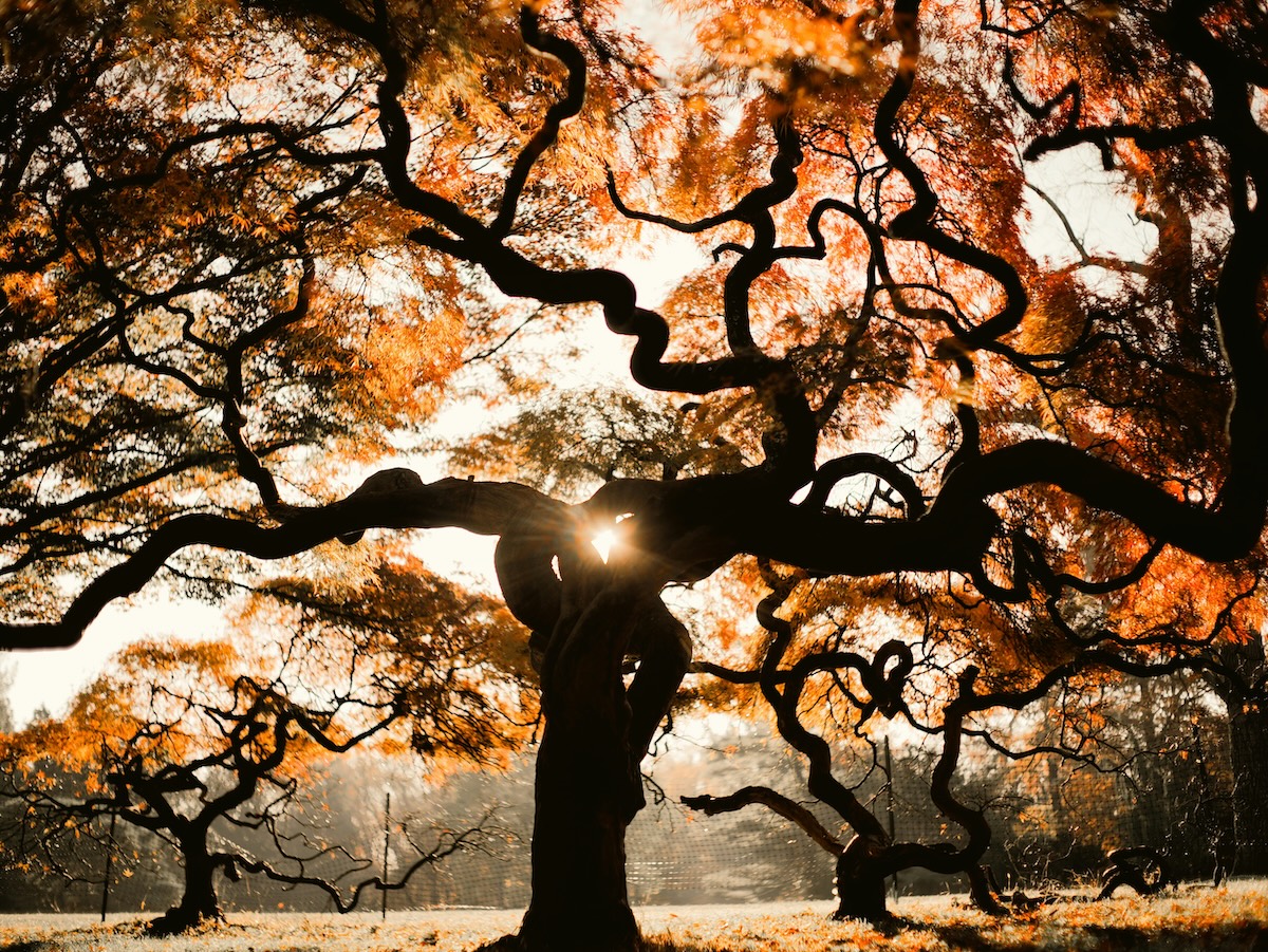 The Acorn and The Oak Tree