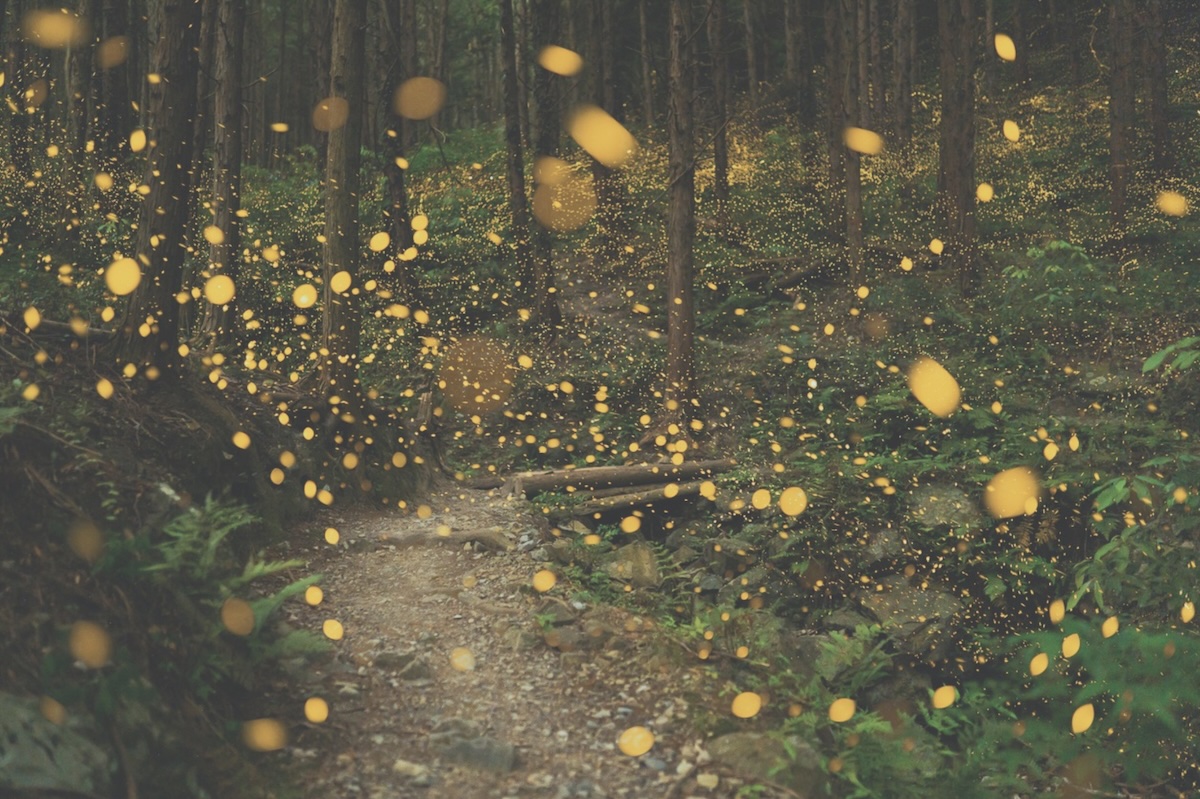 The Path of Curiosity
